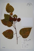 藏品(臙脂樹)的圖片