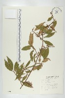 藏品(臺灣胡頹子)的圖片