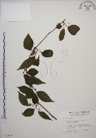 藏品(阿里山五味子)的圖片