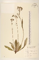 藏品(刀傷草)的圖片