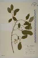 藏品(光果南蛇藤)的圖片