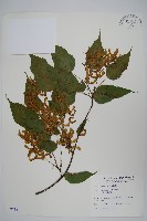 藏品(大屯尖葉槭, 川上氏槭)的圖片