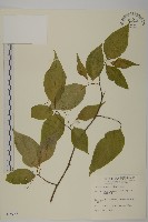 藏品(佩羅特木)的圖片