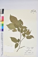 藏品(南燭)的圖片