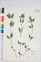 藏品(山靛)的圖片