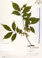 藏品(阿里山榆)的圖片