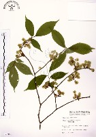 藏品(阿里山榆)的圖片