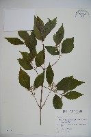 藏品(長橢圓葉莢迷)的圖片