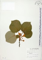 藏品(臺灣羊桃)的圖片