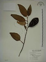 藏品(愛玉子)的圖片