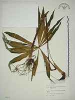 藏品(臺灣天南星)的圖片