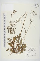 藏品(黃鵪菜)的圖片