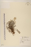 藏品(平柄菝契)的圖片