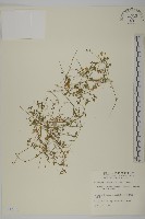 藏品(阿里山繁縷)的圖片