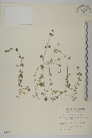 藏品(阿里山繁縷)的圖片