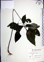 藏品(角桐草、台灣半蒴苣苔)的圖片