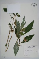 藏品(紫花鳳仙花)的圖片