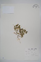 藏品(山桔梗)的圖片