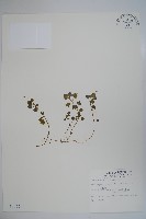 藏品(山桔梗)的圖片