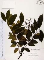 藏品(山豬肉)的圖片