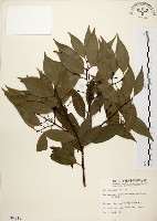 藏品(山肉桂、台灣肉桂)的圖片