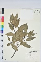 藏品(青剛櫟、鐵椆)的圖片