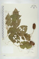 藏品(斑花青牛膽)的圖片