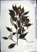 藏品(紅皮、葉下白、赤仔尾)的圖片