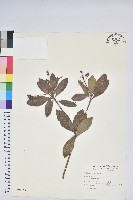 藏品(臺灣馬醉木)的圖片