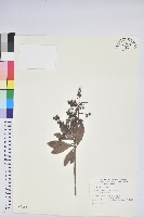 藏品(臺灣馬醉木)的圖片