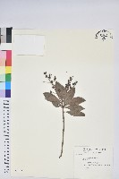 藏品(臺灣馬醉木)的圖片