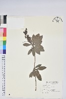 藏品(臺灣馬醉木)的圖片