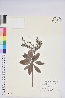 藏品(臺灣馬醉木)的圖片