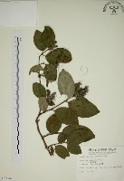 藏品(大葉溲疏)的圖片