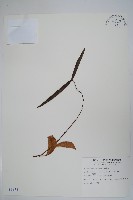 藏品(酸藤)的圖片