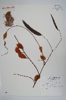 藏品(酸藤)的圖片