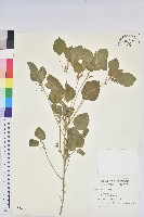 藏品(鐵莧菜)的圖片