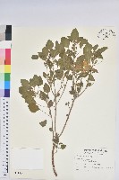 藏品(鐵莧菜)的圖片