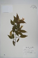 藏品(阿里山千金榆)的圖片