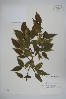 藏品(阿里山千金榆)的圖片