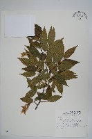 藏品(阿里山千金榆)的圖片