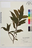 藏品(鈍齒鼠李)的圖片