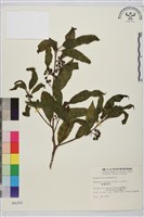 藏品(鈍齒鼠李)的圖片