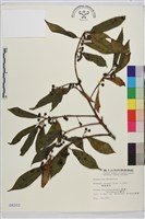 藏品(鈍齒鼠李)的圖片