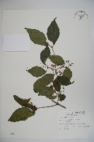 藏品(樺葉莢迷、玉山莢迷)的圖片