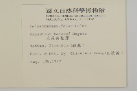 藏品(大葉南蛇藤)的圖片