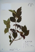 藏品(蝴蝶莢迷)的圖片