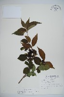 藏品(蝴蝶莢迷)的圖片