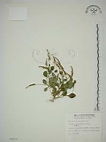 藏品(小扁豆)的圖片