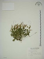 藏品(小扁豆)的圖片